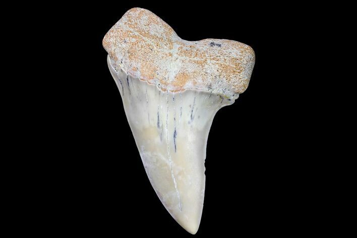 Fossil Shark Tooth (Carcharodon planus) - Bakersfield, CA #178346